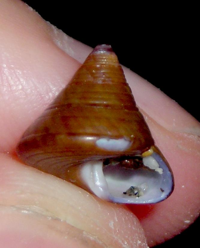 Calliostoma (i)